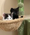 Purrla (pre adopt) photo 3