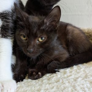 Leek, Baby Female Domestic Short Hair