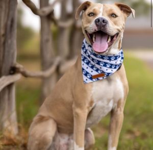 Theo, Adult Male American Staffordshire Terrier
