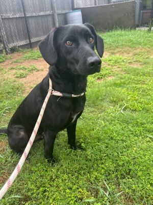 Kroger, Young Male Labrador Retriever