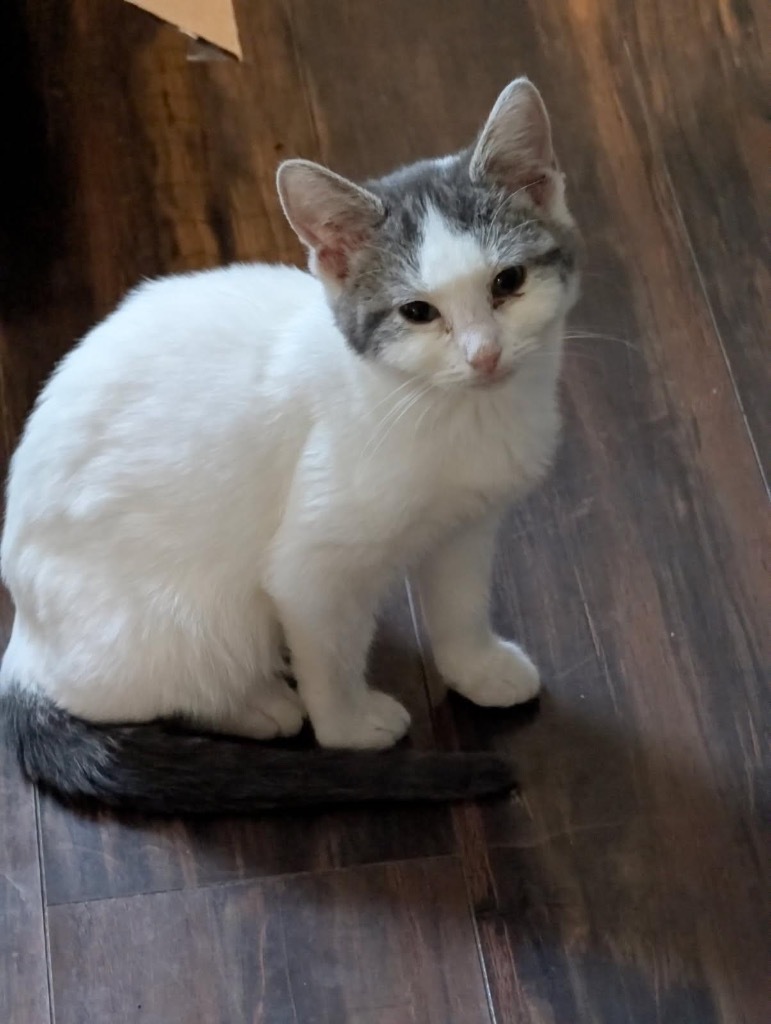 Cap'n Crunch Cereal, an adoptable Domestic Short Hair in Gorham, ME, 04038 | Photo Image 2