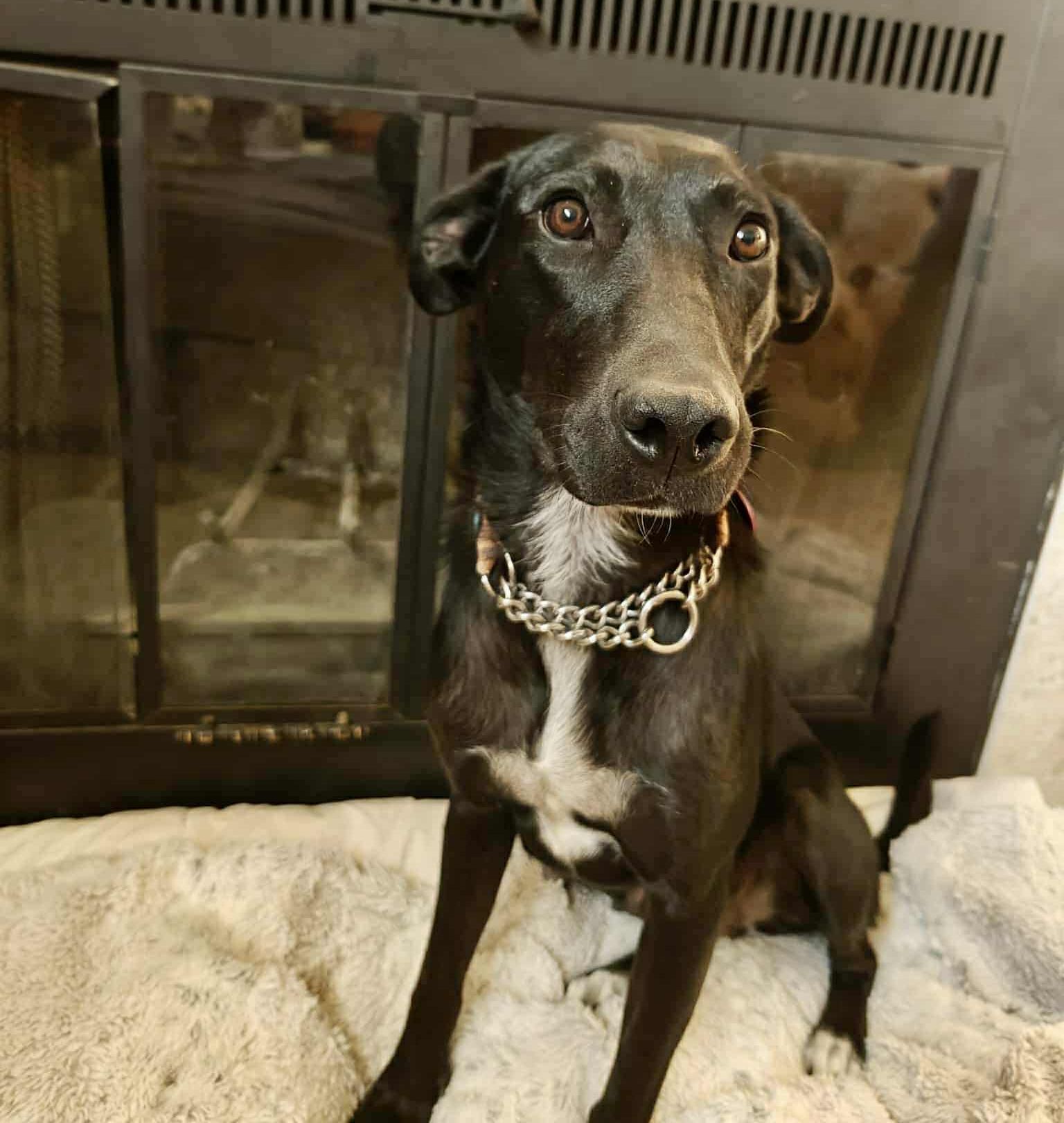 Sansa, an adoptable Labrador Retriever in LEWISTON, ID, 83501 | Photo Image 1