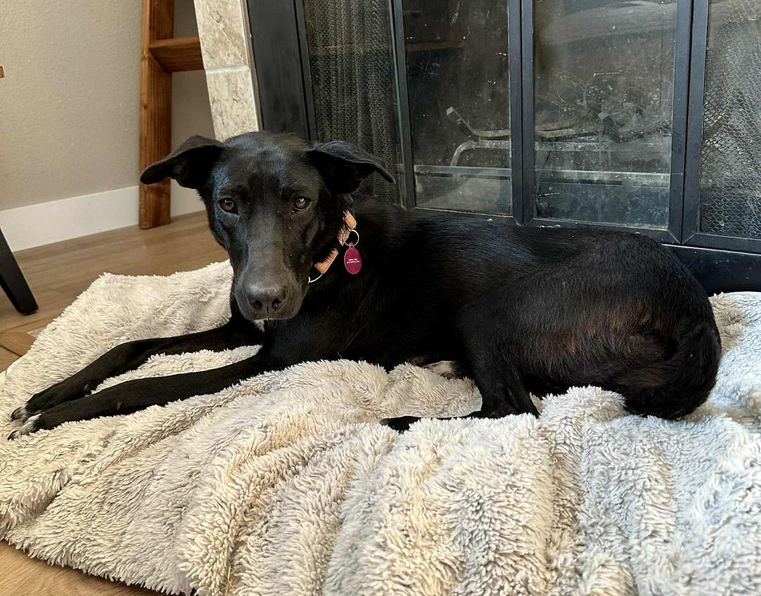 Sansa, an adoptable Labrador Retriever in LEWISTON, ID, 83501 | Photo Image 2