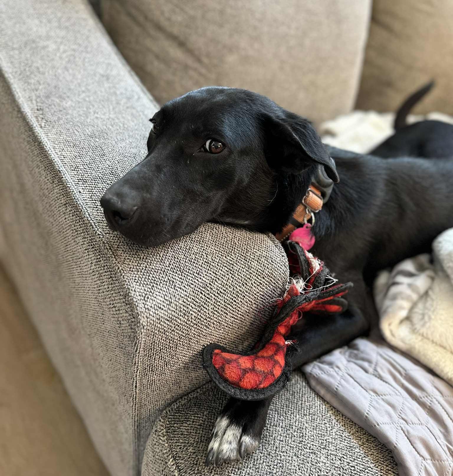 Sansa, an adoptable Labrador Retriever in LEWISTON, ID, 83501 | Photo Image 3