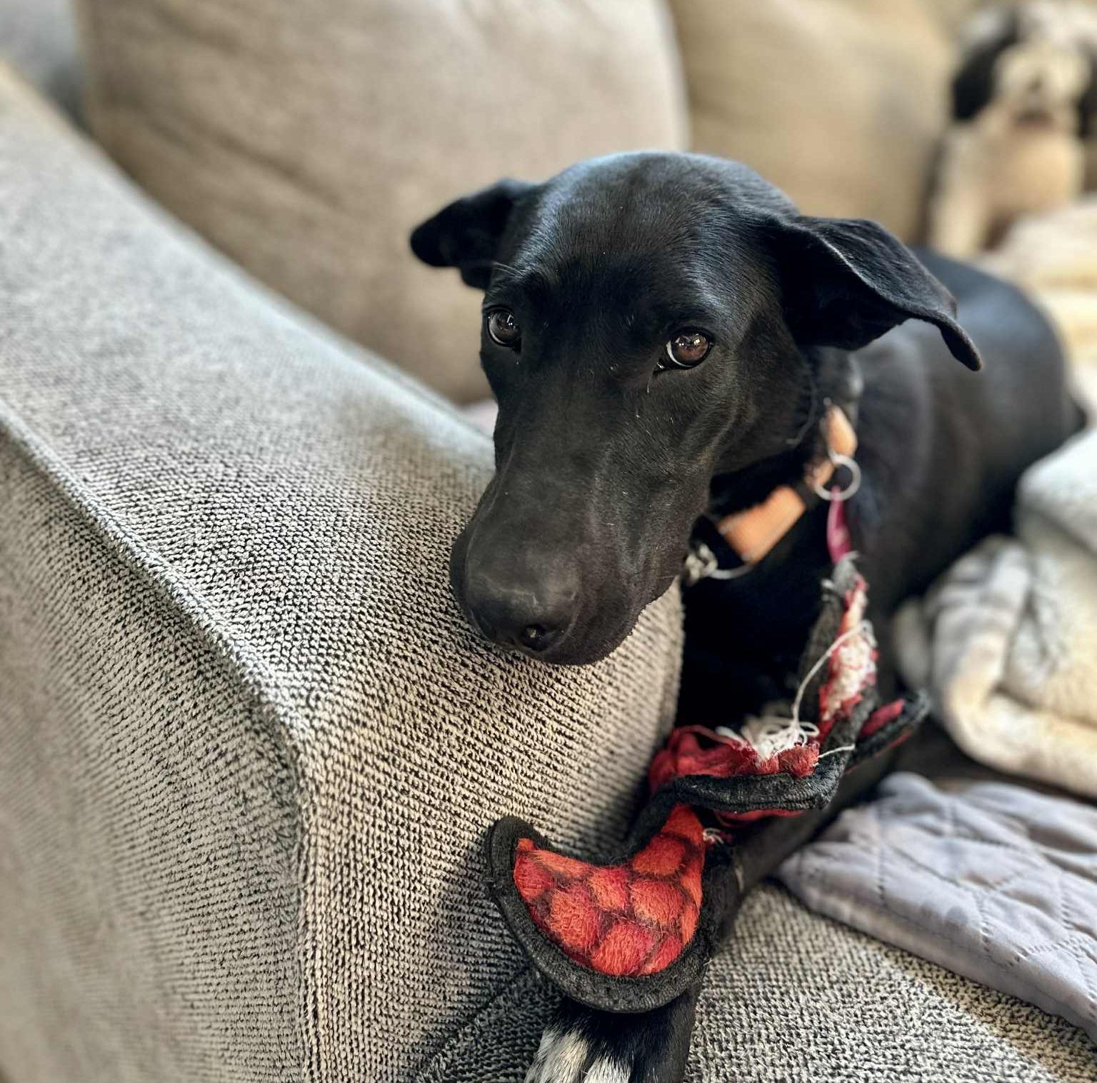 Sansa, an adoptable Labrador Retriever in LEWISTON, ID, 83501 | Photo Image 4