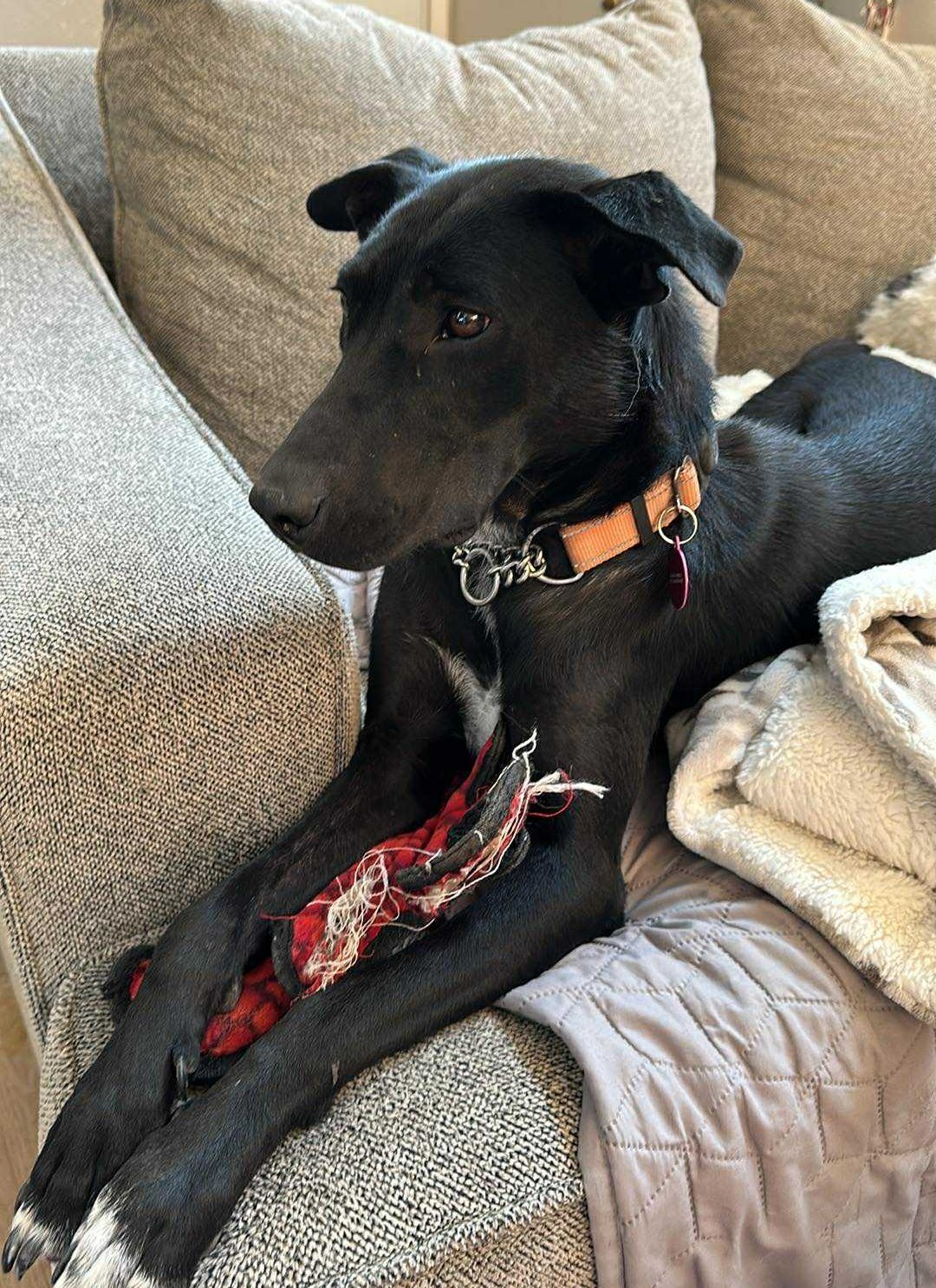 Sansa, an adoptable Labrador Retriever in LEWISTON, ID, 83501 | Photo Image 5