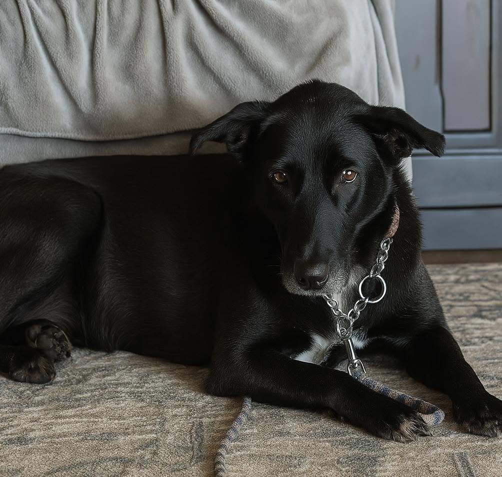 Sansa, an adoptable Labrador Retriever in LEWISTON, ID, 83501 | Photo Image 6