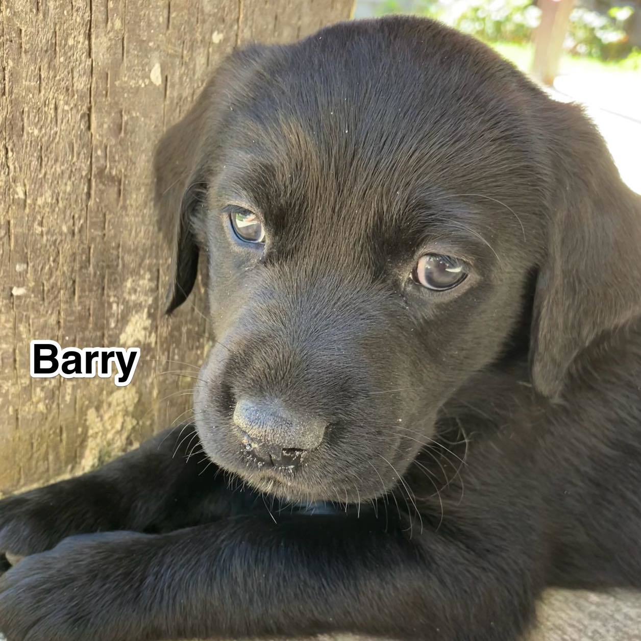 Barry