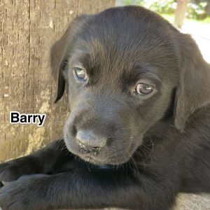 Barry, Baby Male Labrador Retriever