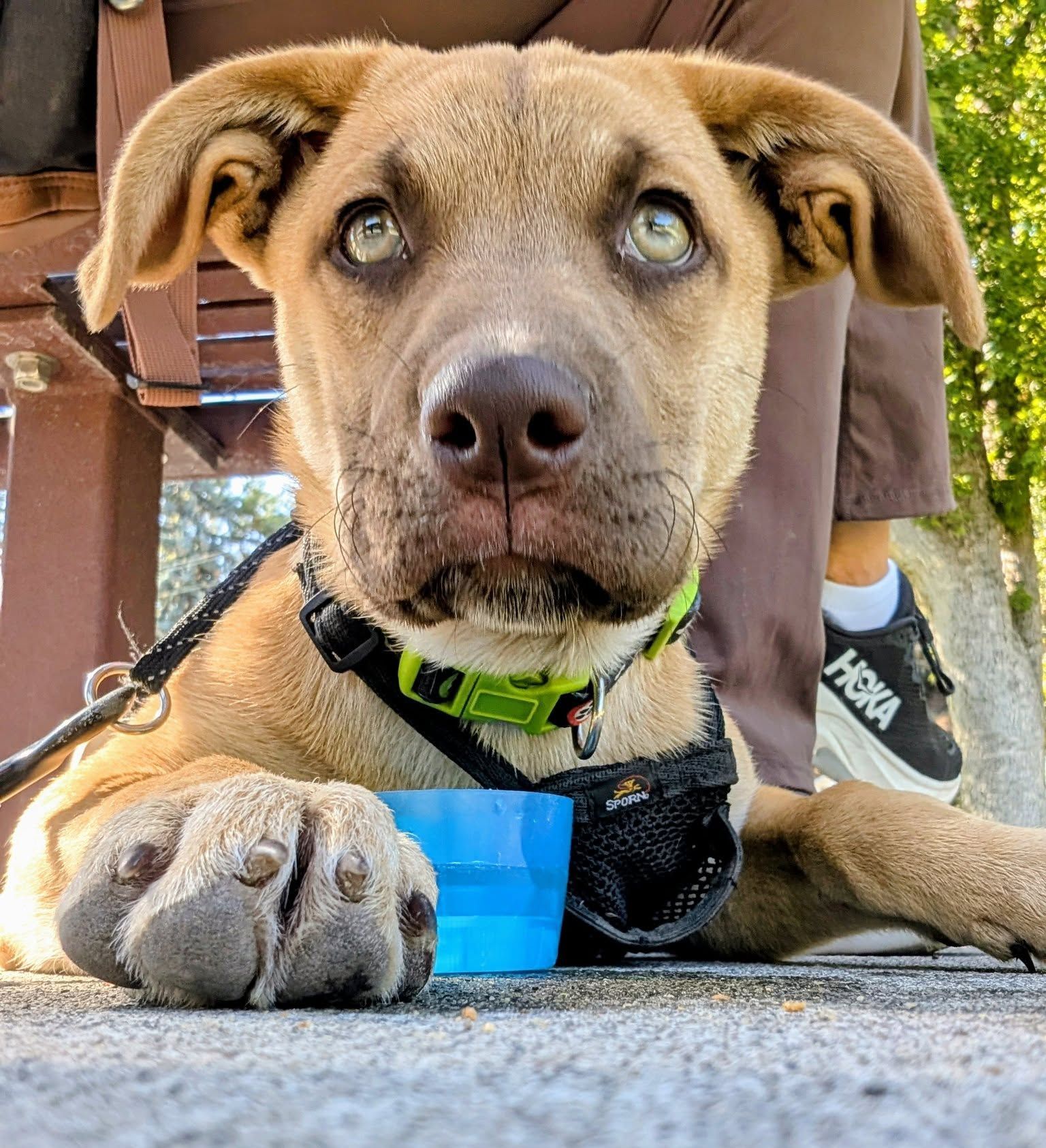 Angel, an adoptable Boxer, Golden Retriever in LEWISTON, ID, 83501 | Photo Image 1