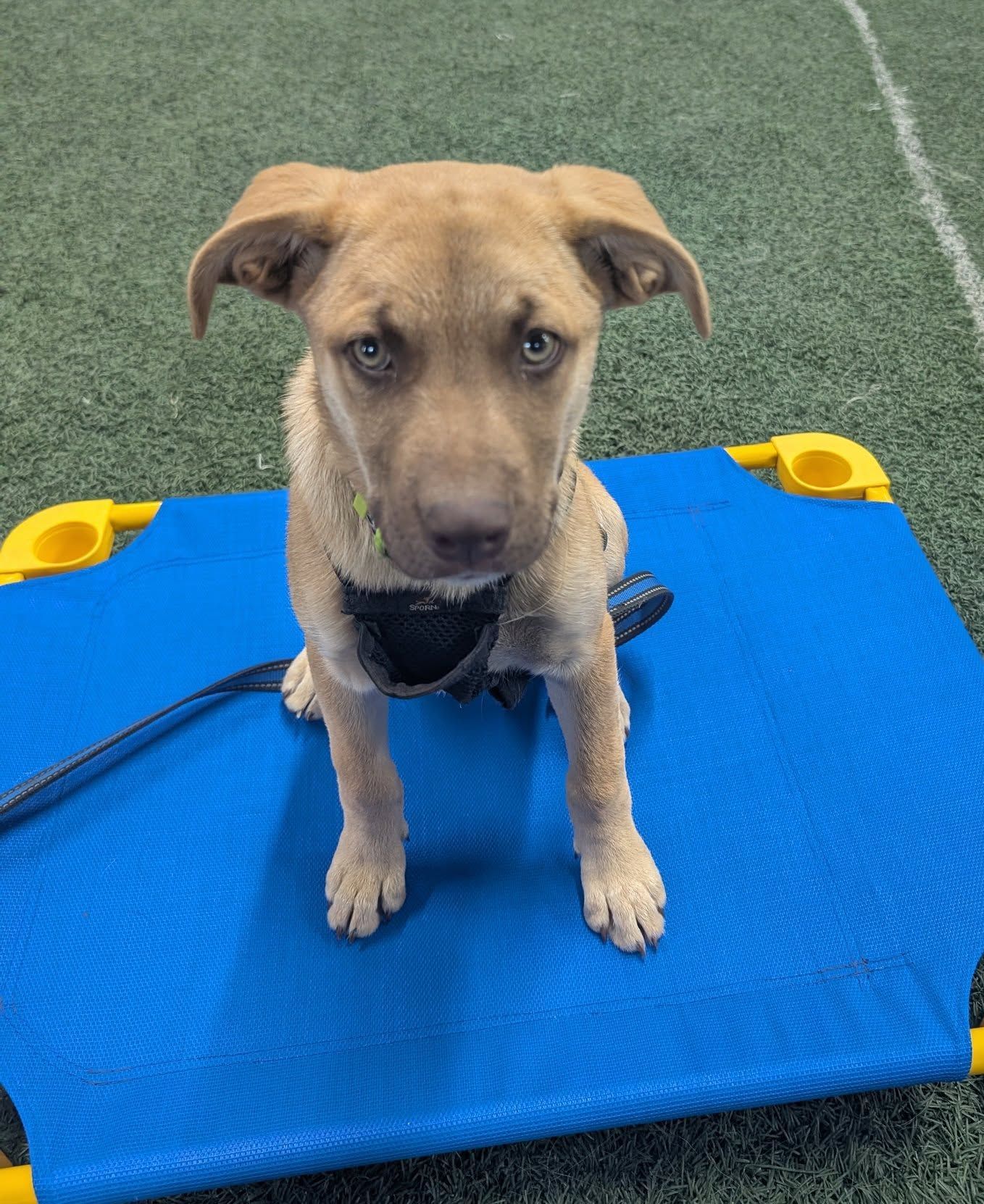 Angel, an adoptable Boxer, Golden Retriever in LEWISTON, ID, 83501 | Photo Image 2