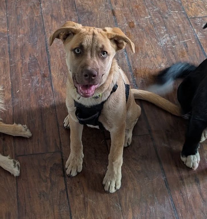 Angel, an adoptable Boxer, Golden Retriever in LEWISTON, ID, 83501 | Photo Image 3