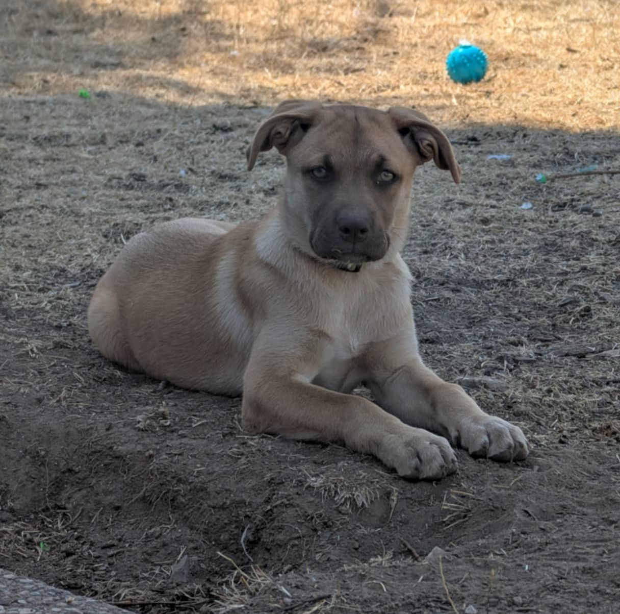 Angel, an adoptable Boxer, Golden Retriever in LEWISTON, ID, 83501 | Photo Image 4