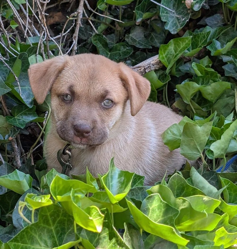 Angel, an adoptable Boxer, Golden Retriever in LEWISTON, ID, 83501 | Photo Image 5