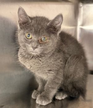 Romi, Baby Female Domestic Short Hair