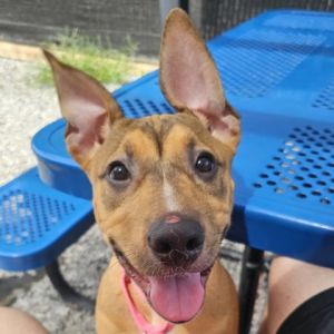 Bunny, Baby Female Mixed Breed