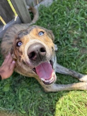 Roger, Adult Male Mixed Breed