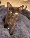 Lucy (pre adopt) photo 1