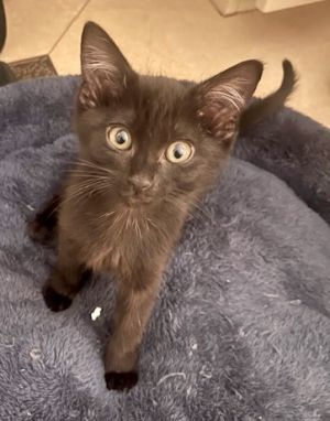 Lucy (pre adopt), Baby Female Domestic Short Hair