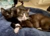 Lucy (pre adopt) photo 2