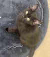 Lucy (pre adopt) photo 3