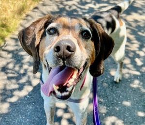 Zz Top (mcas), Adult Male Hound