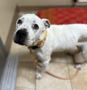 Lenina (mcas), Adult Female Pit Bull Terrier