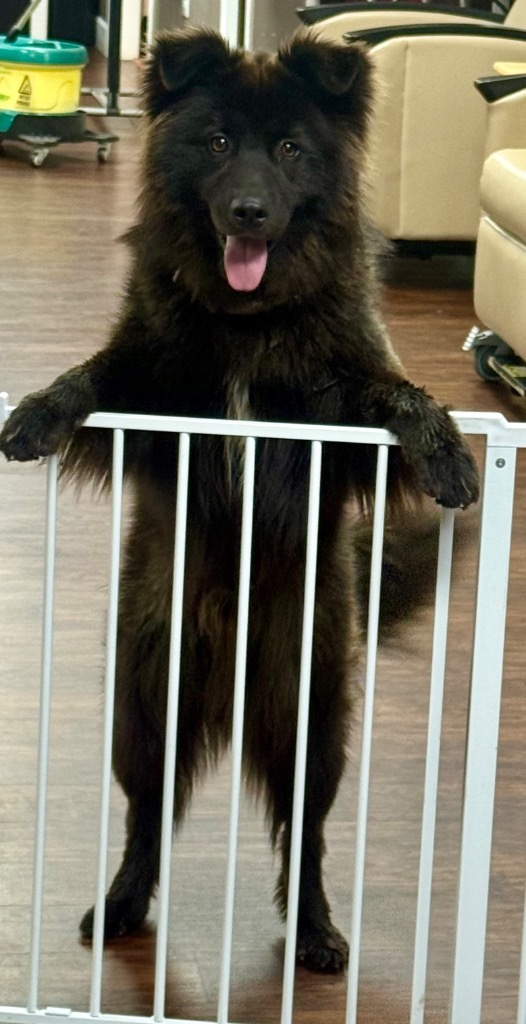 Hooch, an adoptable Schipperke in Crossville, TN, 38557 | Photo Image 1