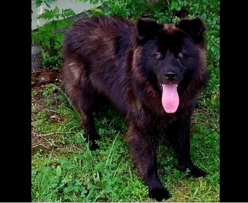 Hooch, an adoptable Schipperke in Crossville, TN, 38557 | Photo Image 2