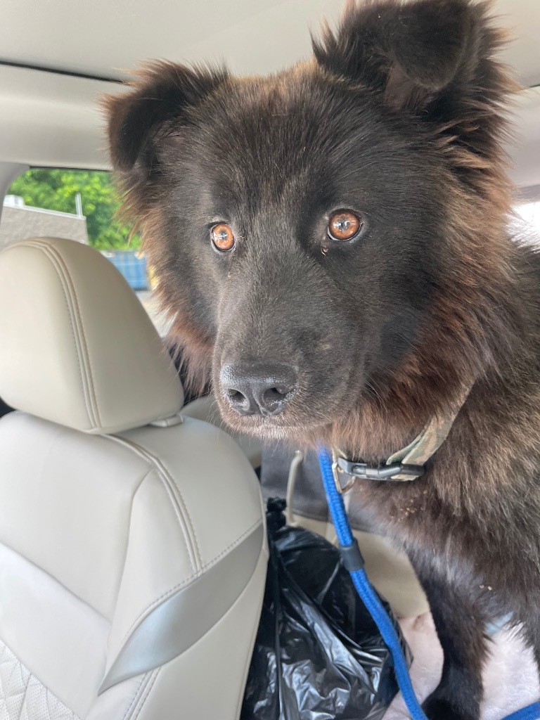 Hooch, an adoptable Schipperke in Crossville, TN, 38557 | Photo Image 3