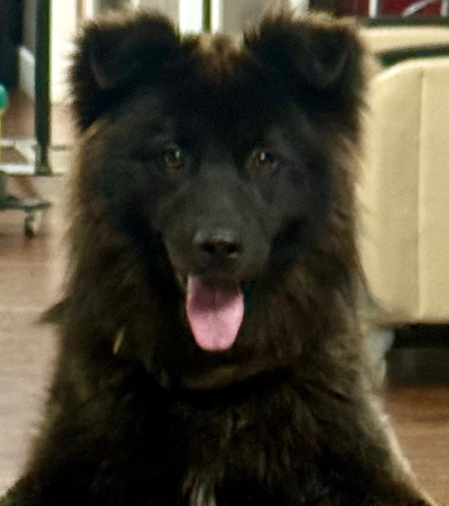 Hooch, an adoptable Schipperke in Crossville, TN, 38557 | Photo Image 4