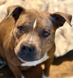 Dahlia, Adult Female Staffordshire Bull Terrier
