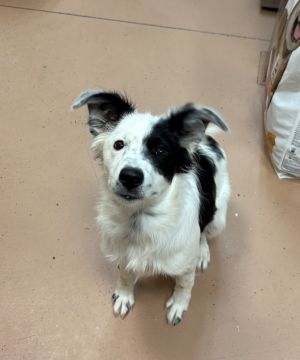 Wuzzy Wumpkins, Baby Male Border Collie