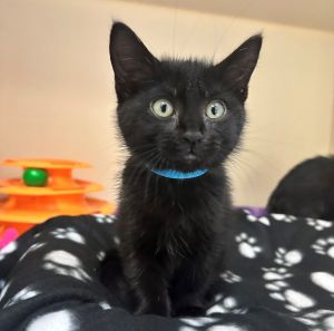 Primary Color Black Weight 24lbs Age 0yrs 0mths 11wks Animal has been Spayed