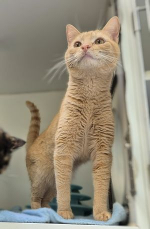 Terrance, Young Male Domestic Short Hair