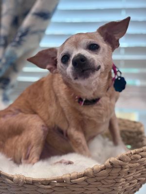 Robyn, Senior Female Chihuahua