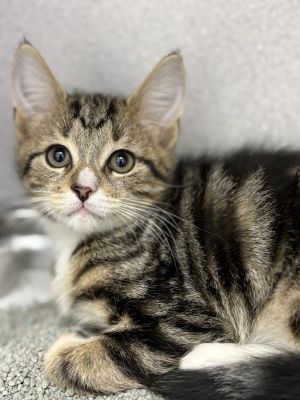 Oates, Baby Male Domestic Short Hair