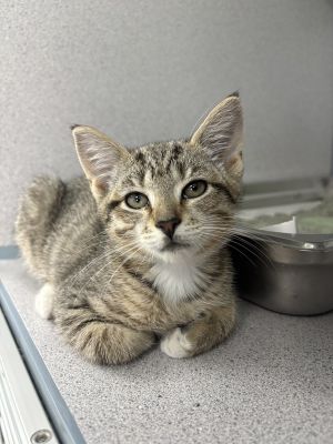 Leilani, Baby Female Domestic Short Hair