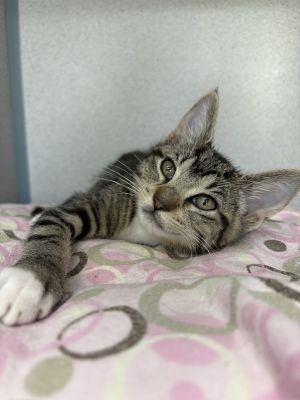 Ruthie, Baby Female Domestic Short Hair