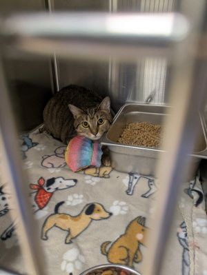 Pepper-Petsense, Young Female Domestic Short Hair