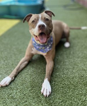 Nova, Adult Female Mixed Breed