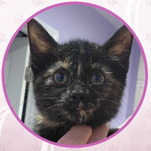 Mercury Comet, Baby Female unknown
