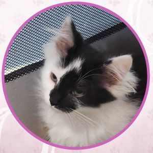 Vega, Baby Female unknown