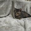 Gremlin photo 2