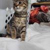 Gremlin photo 3