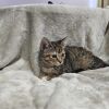 Gremlin photo 6