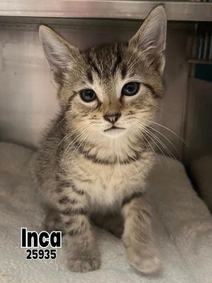 Inca Domestic Short Hair Cat