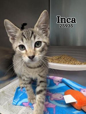Inca Domestic Short Hair Cat