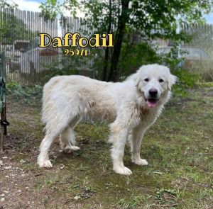 Meet Daffodil The sweetest blossom youll ever meet This beautiful Great Pyrenees mix is a little s