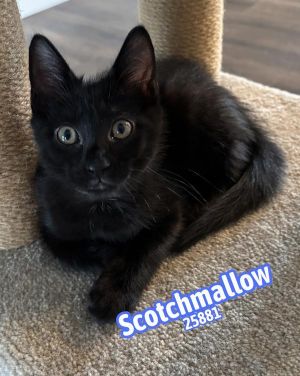 Scotchmallow is a sweet and playful kitten from the adorable Sees Candy Litter Hes full of energy